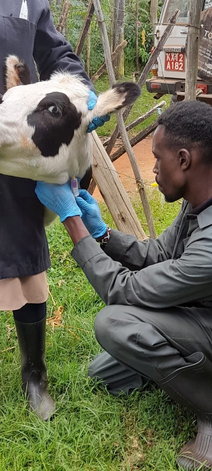 Livestock Treatment & Diagnotics  
